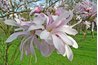 The magnoilia flower is an elegant blossom.