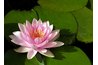 Water lilies sit on the water.