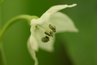Jalapenos need eight to 12 hours of sunlight to flower and set peppers.