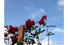 Roses add color and scent to the fall garden.