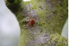 A mite on a tree.