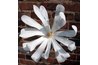 Star magnolias have delicate blossoms