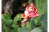 Remove faded blooms.