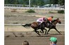 In a race, a horse may gallop with a stride of 24.6 feet or more.