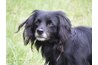 Dogs with a hypothyroid condition may seem lethargic.