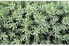 Slow-growing evergreens are great for patio plantings.