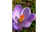 The crocus is brightly colored to attract early spring insects.