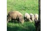 Grazing sheep