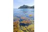 Seaweed can be more dangerous than it appears