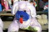 Know the manufacturer's history when buying stuffed animals