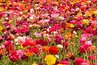 Ranunculus are a beautiful addition to the garden.