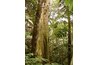 In tropical rain forests, many of the trees are evergreen broadleafs.