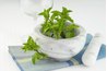 The healing properties of mint are many