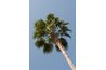 The California fan palm is the only indigenous Californian palm.