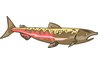 Salmon, a popular game fish, live in both fresh and saltwater.