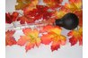 Turkey basters are a useful tool for administering an ear wash solution.