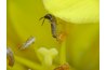 Earwig hard at work