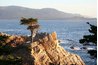 Seacoast trees may be bonsai-shaped from wind and salt spray.