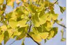 Gingkos have distinct, fan-shaped leaves.