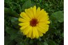 Calendula extract has antiseptic and soothing properties.