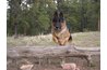 This dog is being taught to jump obstacles in his path.