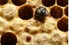 Visible to the naked eye, parasitic varroa mites are reddish brown.