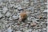 There are a number of reasons why ultrasonic repellents affect mice.