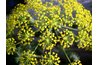 Place the tops of dill in a paper bag and hang to dry in order to save the seed.