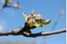 Do not apply dormant sprays after the buds begin to break.