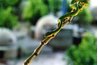 The green vine snake can range in color from bright green to rusty brown.