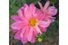 A pink dahlia.