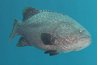 A grouper's skin tastes quite strong and should be removed before cooking.