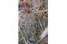 Squamulose lichens attach at the bottom like miniature shingles.