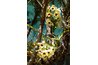 Orchids are epiphytes that live on tree branches.