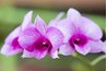 A den-phal orchid, which is a dendrobium crossed with a phalaenopsis.