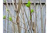 Cut back when buds appear so you can identify dead branches.