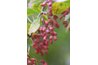 Japanese barberry plants make attractive hedges.
