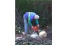 Cutting trees with a chain saw lets you be selective about which trees are removed.
