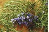 Fragrant rosemary heals respiratory problems