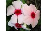 Petunias can ward off tomato-destroying bugs.