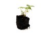 Partially dried or wilted leaves can be toxic.