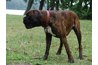 Keep dogs standing to shave groin areas.
