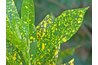 Avoid frequent, abrupt changes in light and temperatures with croton houseplants.