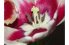 Parts of a flower include the female pistil and male stamen.