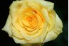 Blooms on Golden Showers open a bright yellow and fade to cream.