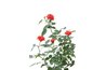 Remove crisscrossed canes.