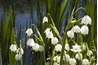 The lily of the valley looks harmless but contains serious toxins.
