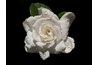 Gardenia's double blooms look like roses.