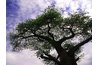 The unique form of giant baobabs can resemble bonsai.
