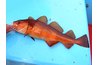 There are several different types of cod, including red cod and rock cod.
